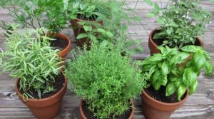 How to grow herb garden