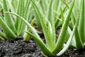 What are the benefits of Aloe Vera