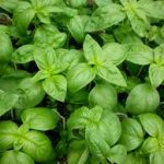 About Basil