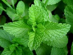 what are the benefits of mint leaves?