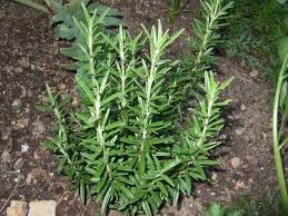 What are the benefits of Rosemary herb