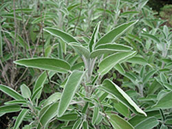 What are the benefits of sage herb