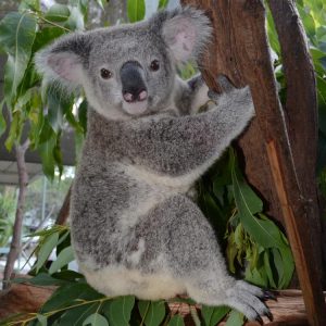 About Koala