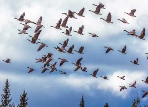 Why do birds migrate?